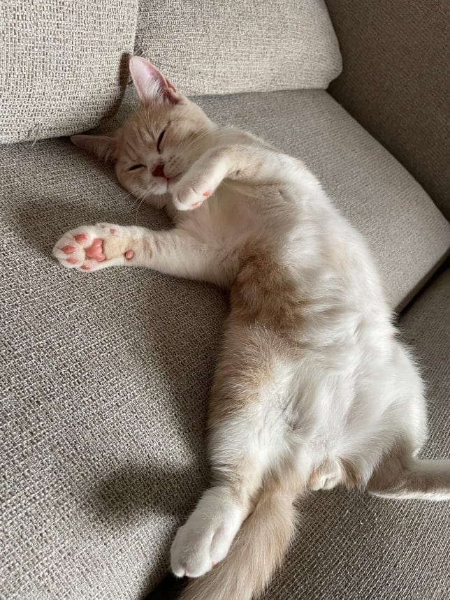 うちの猫写真。ソファで寛いでいる